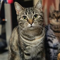 rebecca, chatte à adopter