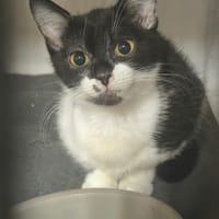 samara, chatte à adopter
