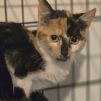 zaia, chatte à adopter