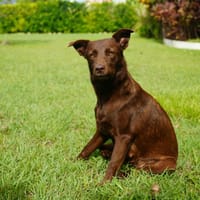 Anoana la fifille en or, chienne à adopter