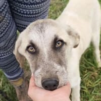 Falcone, chien à adopter