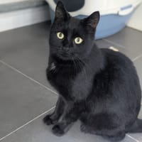 ALANYA, chatte à adopter