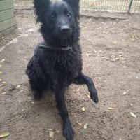 Jimmy - sensibler Rohdiamant, Hund zur Adoption
