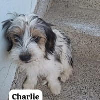 Charlie bettelte Urlauber an, bis er mitdurfte, Hund zur Adoption