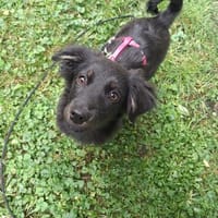 Hundekind sucht Bestplatz, Hündin zur Adoption