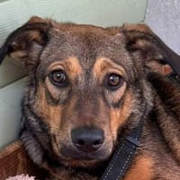MAYA-hübsche,ruhige,kleine Jung-Hündin, 35 cm, Hündin zur Adoption