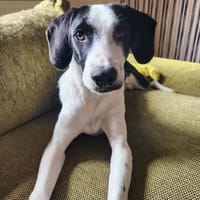 Balinsky sucht seinen Menschen, Hund zur Adoption
