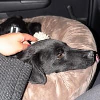 Monty sucht seinen Für-immer-Menschen!, Hund zur Adoption