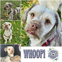 WHOOPI * charmanter kleiner Kerl, unkompliziert, Hund zur Adoption