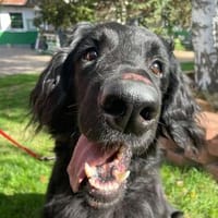 Sam gut erzogen, wünscht sich ein Grundstück, Hund zur Adoption