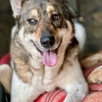 TOBY (*2023) auf PS in 93488 Schönthal, Hund zur Adoption