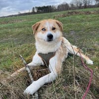 Besonderer Lucky sucht seine Familie, Hund zur Adoption
