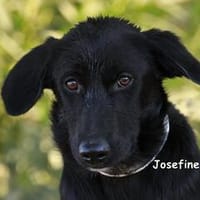 JOSEFINE, Hündin zur Adoption