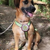 Toller Rüde  Taro  wartet bereits in 24885 Sieverstedt, Hund zur Adoption