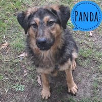 Panda ein sehr freundlicher Rüde, Hund zur Adoption