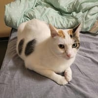 Hübsche FIV positive Fleki sucht liebevolle Familie, Katze zur Adoption
