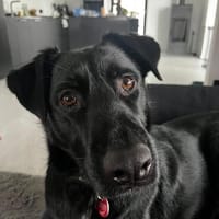 Ouzo- Sucht sein Für-immer-Zuhause, Hund zur Adoption