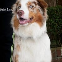 Cookie sucht aktives Zuhause, Hund zur Adoption