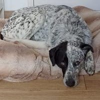 Merlin 66 cm (Pfegestelle), Hund zur Adoption