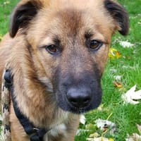 Sanfter Genaro🌺 sucht liebevolle Hundefreunde, Hund zur Adoption