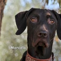 MARCELA, Hündin zur Adoption