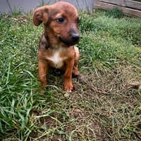 Corvin  klein, süß und ziemlich viel Unsinn im Kopf!, Hund zur Adoption