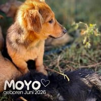 Moyo  ein kleiner strahlender Sonnenschein, Hund zur Adoption