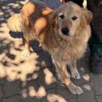 Kolbasz ( Maya),super liebe Golden Retriever Hündin, Hündin zur Adoption