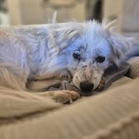 Kämpferin Hope sucht ihre Menschen ..., Hündin zur Adoption