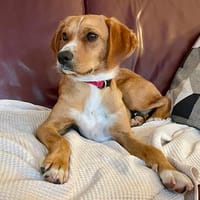 Lino - anhänglich - freundlich - verspielt, Hund zur Adoption