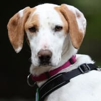 Oskar sucht seine Herzensmensch..., Hund zur Adoption