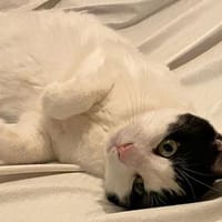 Wunderbarer Rallou - Schmusemonster und Hasenfuß, Kater zur Adoption