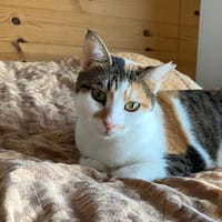 Verschmuste Katzendame Romy kann Katzen und Hunde, Katze zur Adoption