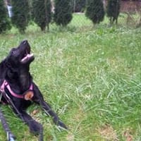 Zuhause gesucht für Kanya, Hündin zur Adoption