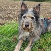 APOLLO auf PS in 50170 Kerpen, Hund zur Adoption