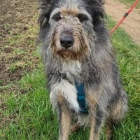 APOLLO auf PS in 50170 Kerpen, Hund zur Adoption