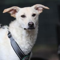 Skipper möchte endlich ankommen ..., Hund zur Adoption