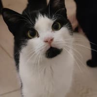 Gucio sucht sein Für-immer-Zuhause! ❤, Kater zur Adoption
