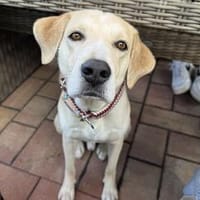 Olio - wartet in 45549 Sprockhövel, Hund zur Adoption