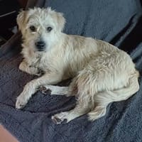 Cooper sucht sein Für-immer-Zuhause (C), Hund zur Adoption