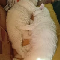 Gemeinsames Zuhause für LOUIS & LINO, Kater zur Adoption