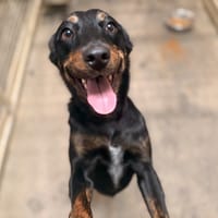 Bamya, chienne à adopter