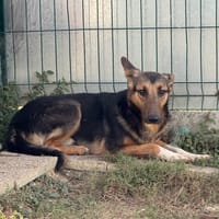 COSMO, chien à adopter