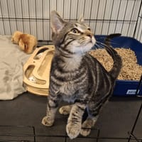 FIRMIN, chat à adopter