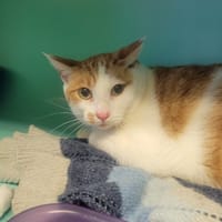 Carolin, chat à adopter