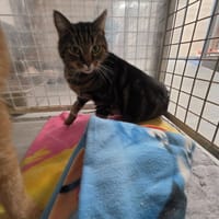 RAMSES, chat à adopter