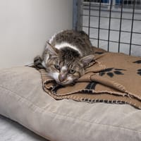PATEDICTION, chat à adopter
