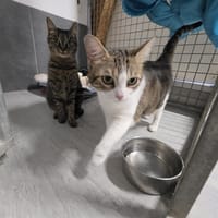 COOKIE, chatte à adopter