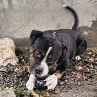SHADY, chien à adopter