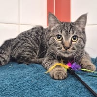 Végas, chat à adopter